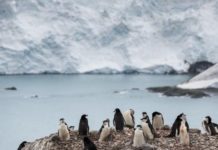 La población de pingüinos barbijo en la Antártida cae hasta un 77%, dice Greenpeace