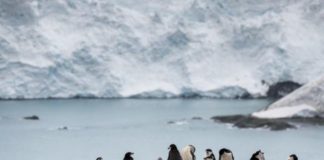 La población de pingüinos barbijo en la Antártida cae hasta un 77%, dice Greenpeace