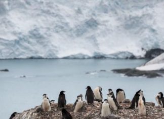 La población de pingüinos barbijo en la Antártida cae hasta un 77%, dice Greenpeace