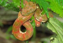 Buenaventura, de pastizal para ganado a tesoro biológico en Ecuador