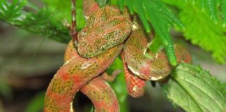 Buenaventura, de pastizal para ganado a tesoro biológico en Ecuador