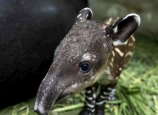 Nace en Nicaragua nuevo tapir en cautiverio, especie en peligro de extinción