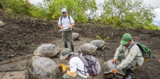 Hallan una tortuga con linaje del extinto Solitario Jorge: Emblema de las Galápagos