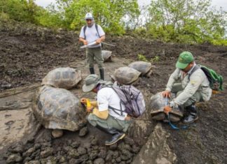 Hallan una tortuga con linaje del extinto Solitario Jorge: Emblema de las Galápagos