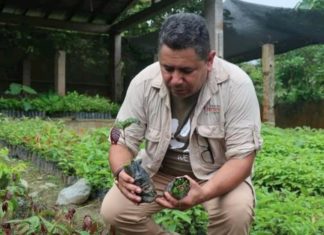 Apadrinar un árbol y capturar carbono en Ecuador, a un clic de distancia