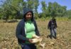 Las tierras agrícolas en Nicaragua no tienen rostro de mujer