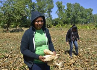 Las tierras agrícolas en Nicaragua no tienen rostro de mujer