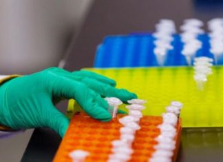 Células T editadas genéticamente sobreviven, son seguras y matan al cáncer