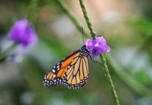La ruta de la mariposa monarca por Norteamérica está en peligro de extinción