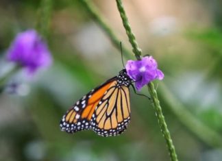 La ruta de la mariposa monarca por Norteamérica está en peligro de extinción