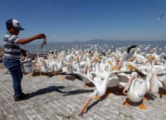 Pelícanos borregones, las aves que ayudan al desarrollo de un pueblo mexicano