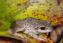 El sur de Ecuador, un paraíso para los anfibios