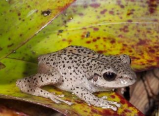 El sur de Ecuador, un paraíso para los anfibios
