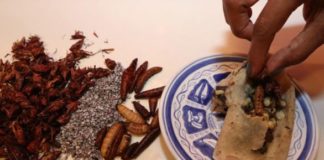 De insecto los tamales, propuesta para revalorar el campo mexicano