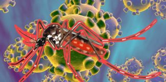 Coronavirus y dengue, dos epidemias que acechan a América