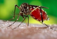 Los casos de dengue se triplican en Costa Rica durante el 2020