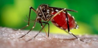 Los casos de dengue se triplican en Costa Rica durante el 2020
