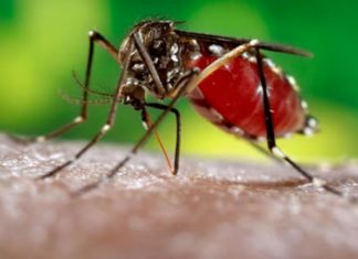 El dengue grave se sigue aferrando contra los hondureños, ya son 20 los nuevos casos