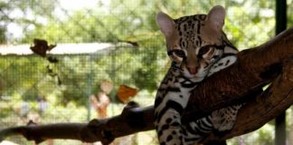 COVID-19 afecta a animales de zoológico de Nicaragua por falta de visitantes