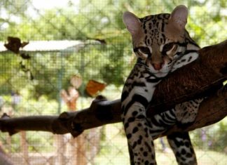 COVID-19 afecta a animales de zoológico de Nicaragua por falta de visitantes