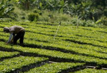 La ONU solicita hacer la paz con la naturaleza para evitar el desastre