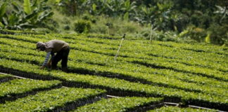 Expertos debatirán propuestas para el futuro de la agricultura tras pandemia