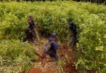 La cuarentena paraliza la destrucción de cultivos ilegales de coca en Bolivia