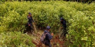 La cuarentena paraliza la destrucción de cultivos ilegales de coca en Bolivia