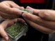 Lucha libre, marihuana o golf, actividades «esenciales» del encierro en EEUU
