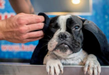 Las personas podrían transmitir el virus a mascotas, según un informe español