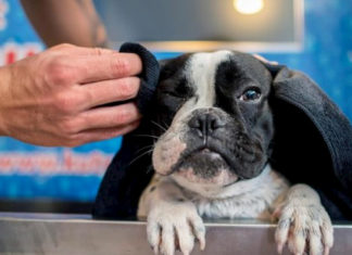 Las personas podrían transmitir el virus a mascotas, según un informe español