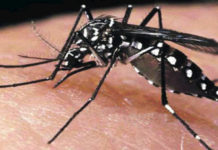 Argentina registra 43.497 casos de dengue y 10 muertes desde el pasado julio