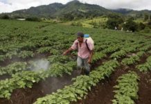 Gobierno y sector productivo consensúan acuerdos para garantizar alimentos a los hondureños