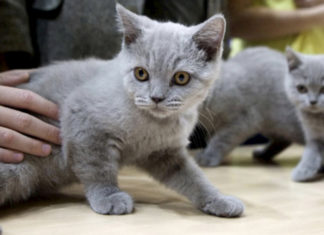 Dos gatos son las dos primeras mascotas que dan positivo de COVID-19 en EEUU