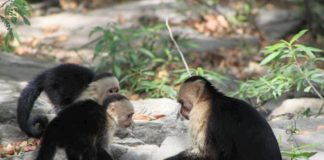 Los monos capuchinos bajan de los árboles en una excepcional isla de Panamá