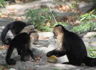 Colombia prohíbe las pruebas de productos cosméticos en animales