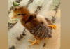 Nace en Cuba un pollito con cuatro patas