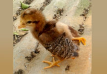 Nace en Cuba un pollito con cuatro patas