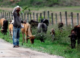 Estudios muestran que ganado para consumo humano es resistente a la COVID