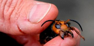 Preocupación en EE.UU. ante la llegada de «avispas asesinas»