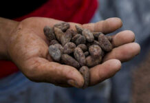 Centroamérica apuesta por cacao climáticamente inteligente