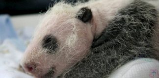 Primer nacimiento de un panda gigante en Holanda