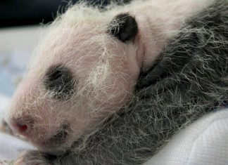 Primer nacimiento de un panda gigante en Holanda