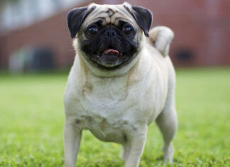 Un perro ayuda a aliviar el estrés en personal de salud de hospital mexicano