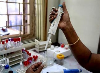 Identifican un microbio que bloquea al parásito de la malaria en mosquitos