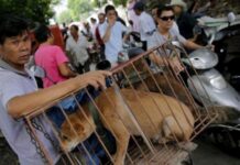 China prohíbe criar perros para su consumo humano al no considerarlos ganado