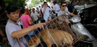 China prohíbe criar perros para su consumo humano al no considerarlos ganado