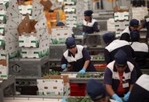 Las exportaciones alimentarias de México resisten con entereza a la pandemia