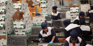 Las exportaciones alimentarias de México resisten con entereza a la pandemia