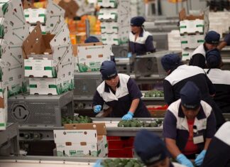 Las exportaciones alimentarias de México resisten con entereza a la pandemia